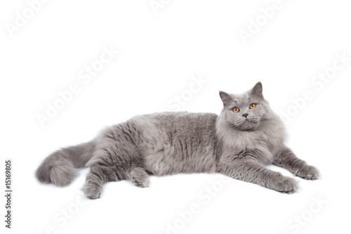 lying cute british cat isolated