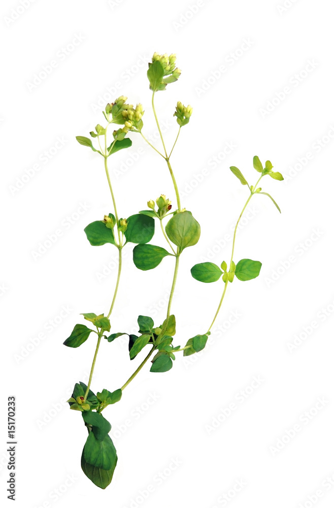 Naklejka premium Fresh Oregano on a White Background