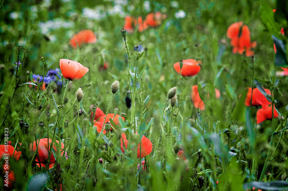 Obraz premium Poppies field