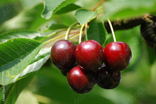 Reife dunkelrote Süßkirschen am Baum