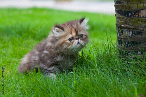 Fototapeta Naklejka Na Ścianę i Meble -  cat
