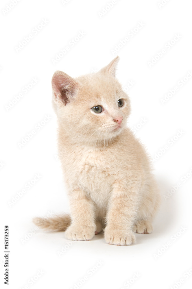 Obraz premium Yellow kitten on white