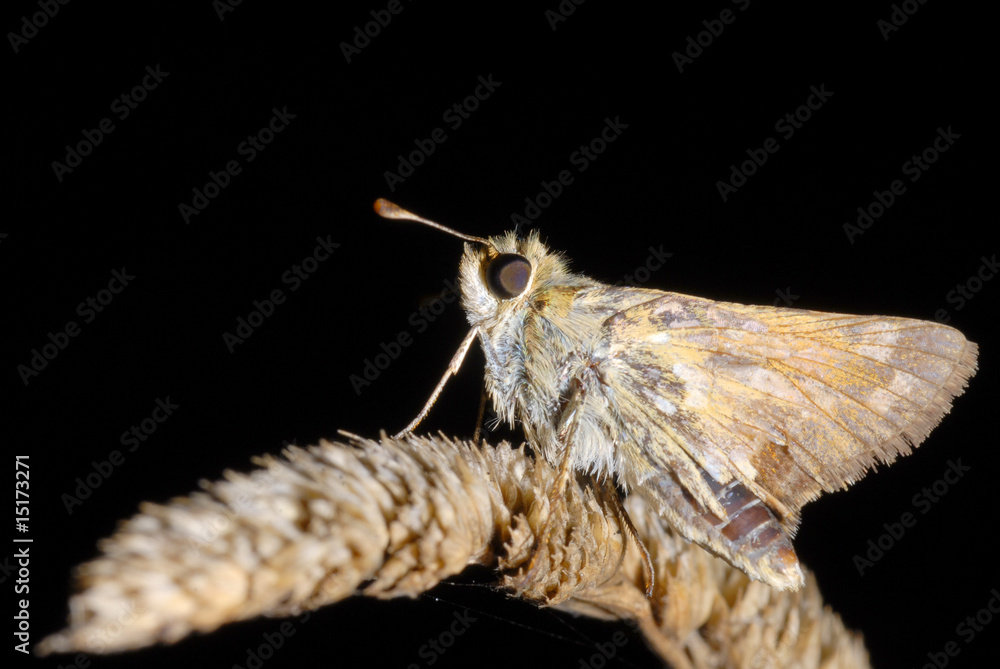 Fototapeta premium falena di notte