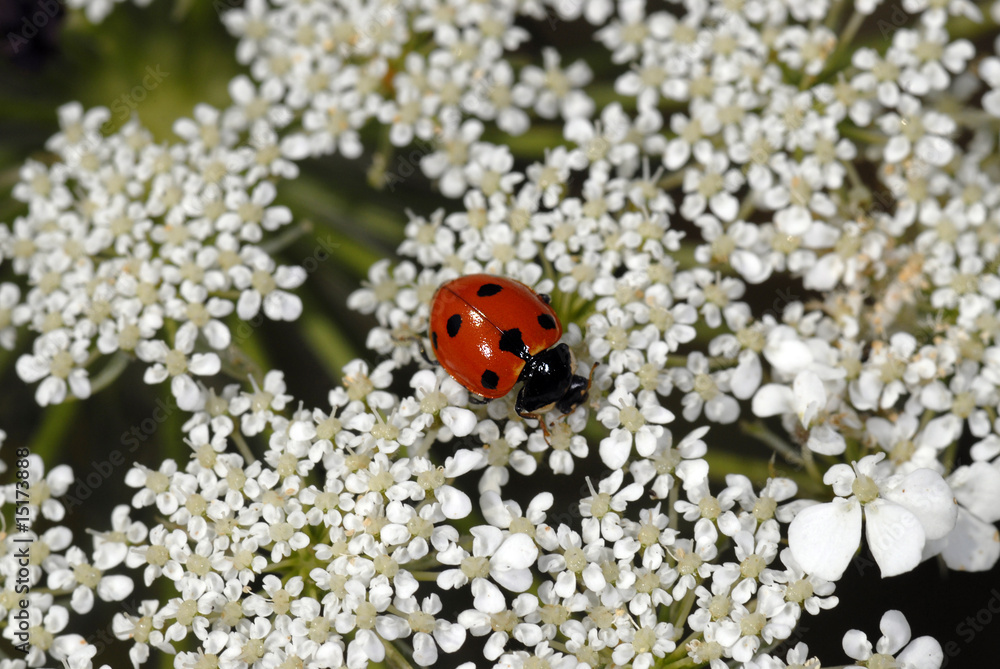Naklejka premium coccinella tra i fiori