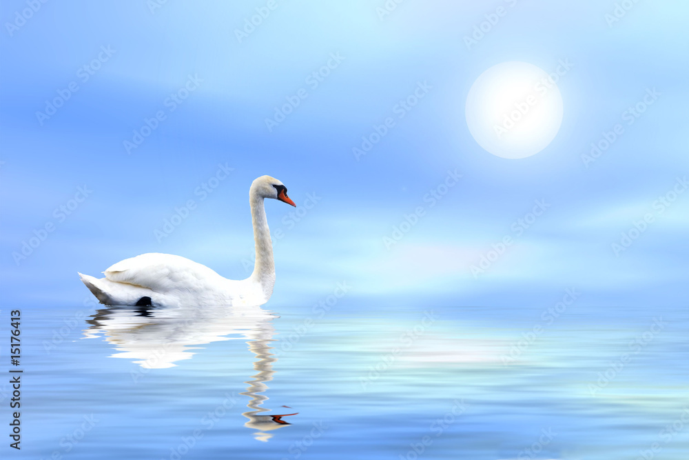 swan swan