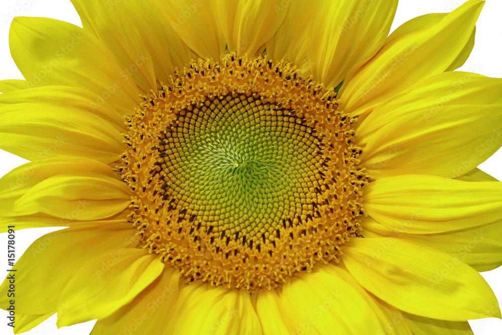 Sunflower isolated with white background Sunflower isolated with white background
