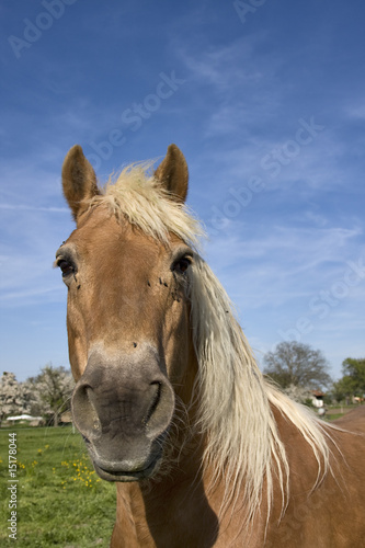 pferd © Svenni