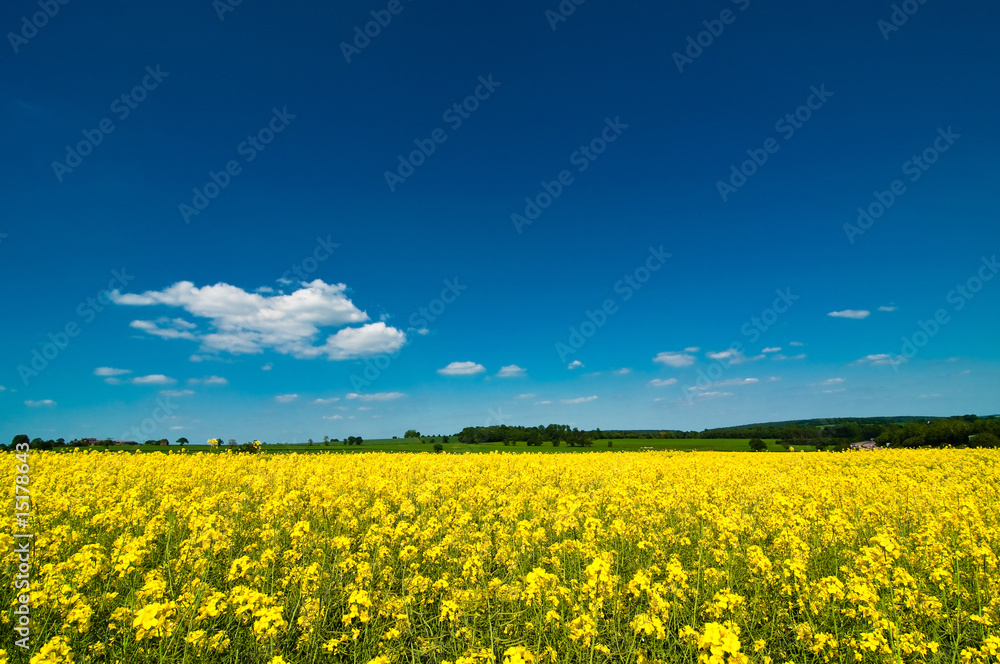 Obraz premium Summer Landscape