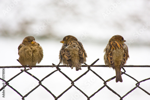 Three sparrow