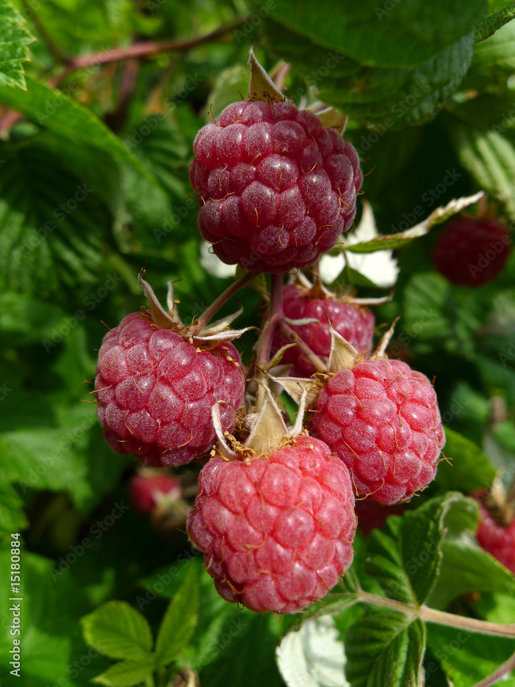 Himbeeren Himbeeren