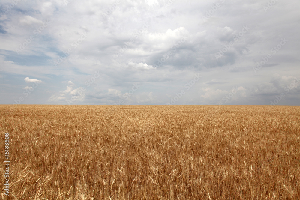 field and clouds over it