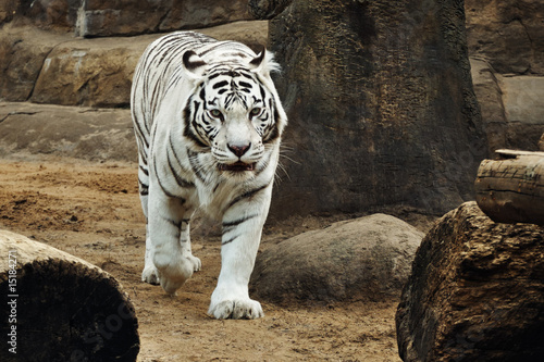 White Tiger