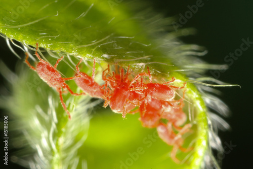 Samtmilben auf einem Blatt