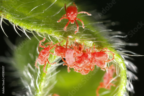 Samtmilben auf einem Blatt