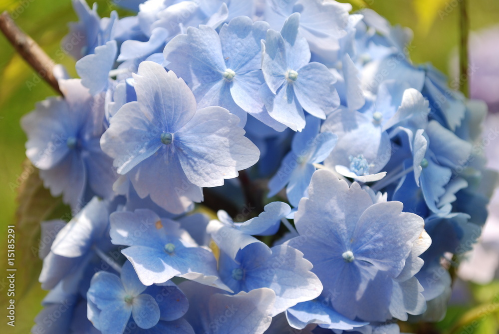 Hortensie Hortensie