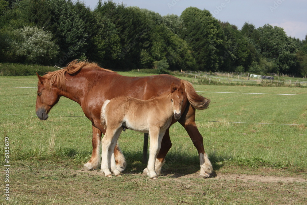 Kaltblutstute mit Fohlen