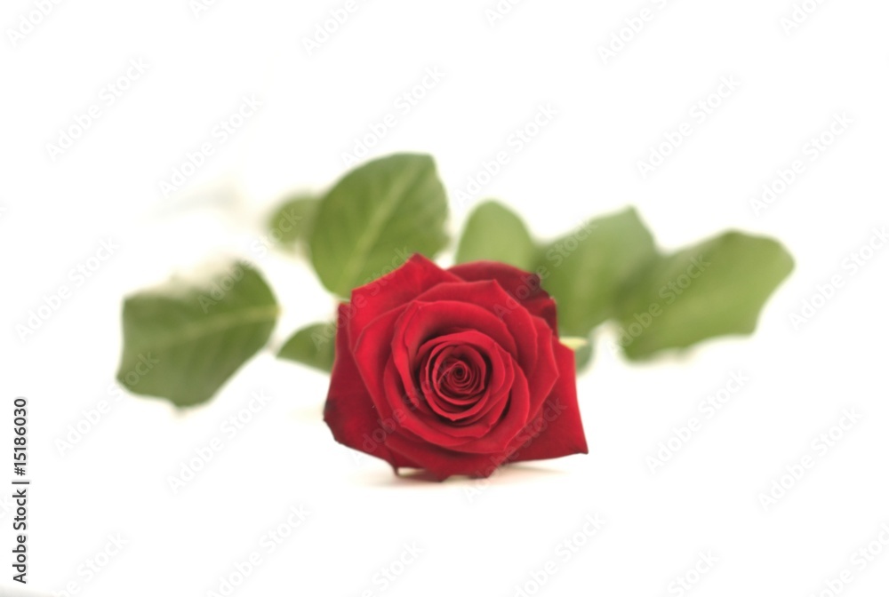 Rose (Makro) Rose (Makro)