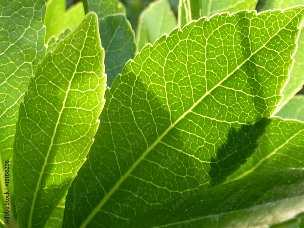 gros plan sur feuille d'arbre gros plan sur feuille d'arbre