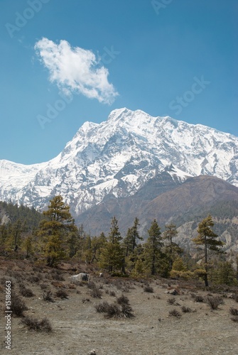 Tibetan road with firs in Himalayan mountain