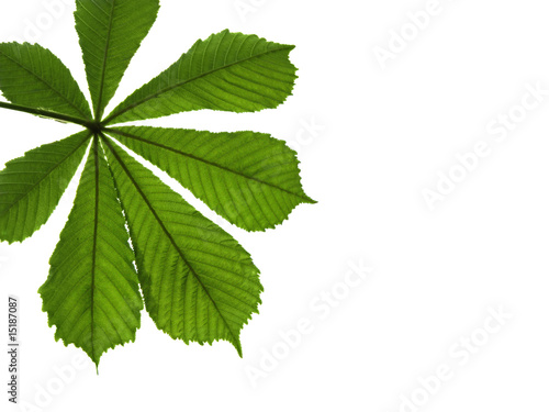 leaf of chestnut isolated