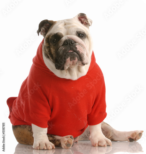 adorable english bulldog wearing red sweater