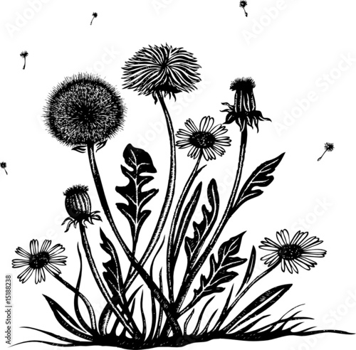 Löwenzahn, Frühling, Pusteblume, Dot Work
