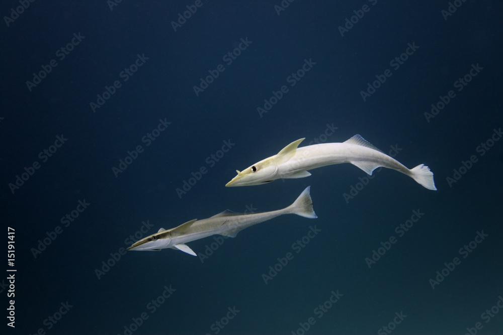 Obraz premium Schiffshalter - Malediven - Shipholder - Maldives