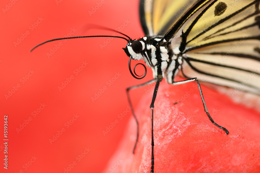 Fototapeta premium Black and White Butterfly (Idea Leuconoe)