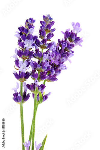 Lavandula Hidcote isolated on white background photo