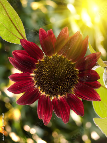 Flower a sunflower decorative