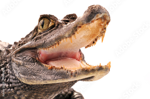 Fotobehang Crocodile
