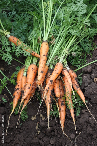 zanahorias photo