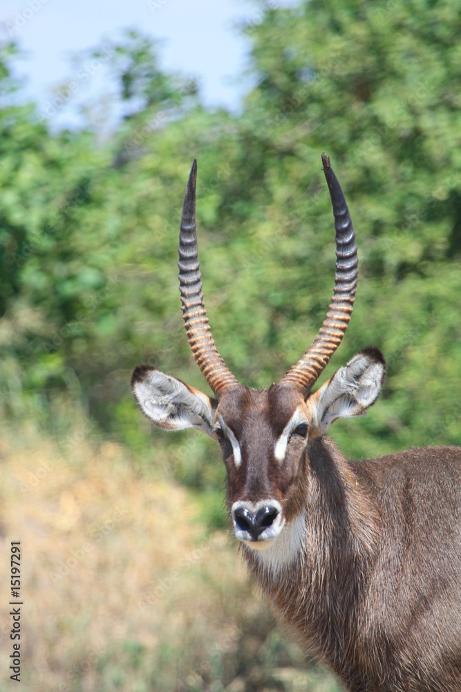 Antilope Antilope