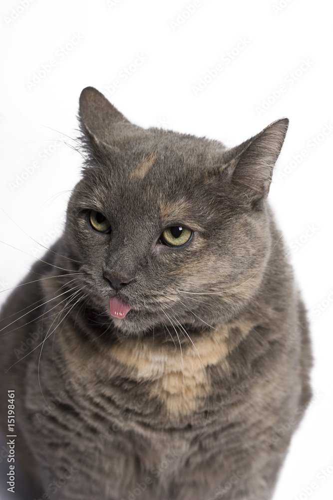 cat with tongue sticking out