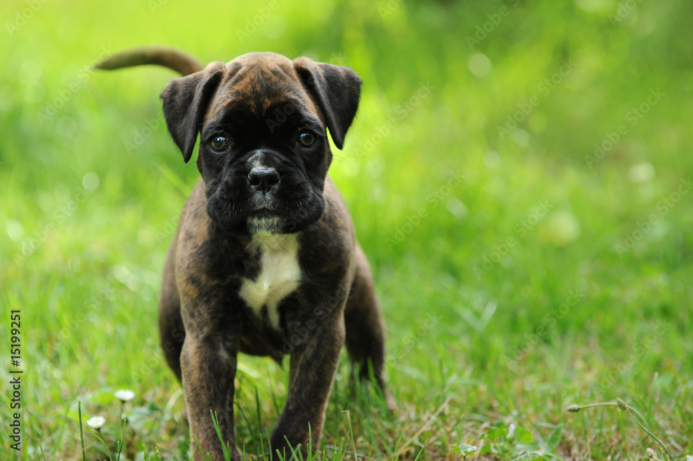 Boxerwelpe 81 Boxerwelpe 81