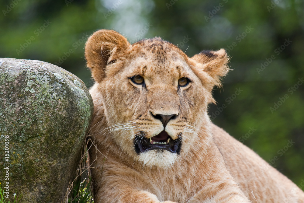 Obraz premium Leonessa