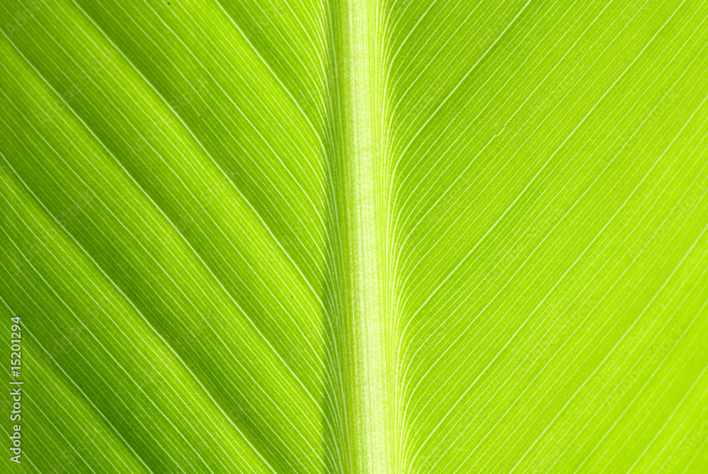 leaf leaf