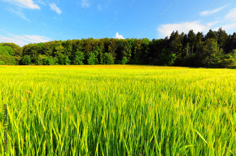 A wheat field in early summer