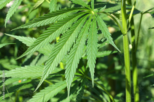 chanvre,cannabis