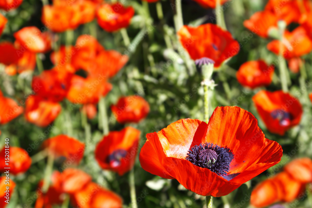 Garden of Oriental Poppies (Papaver Orientale) Garden of Oriental Poppies (Papaver Orientale)