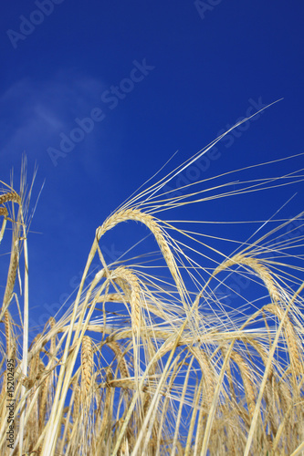 Golden Wheat