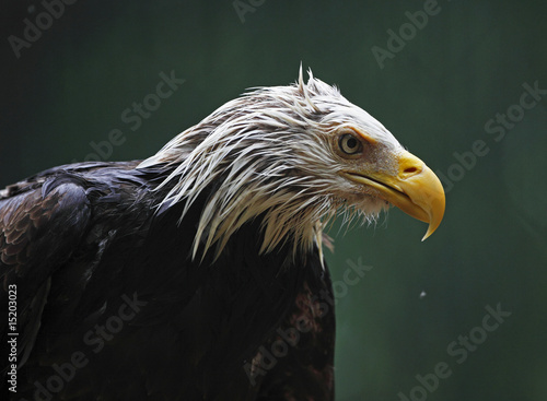 Bald Eagle in the rain