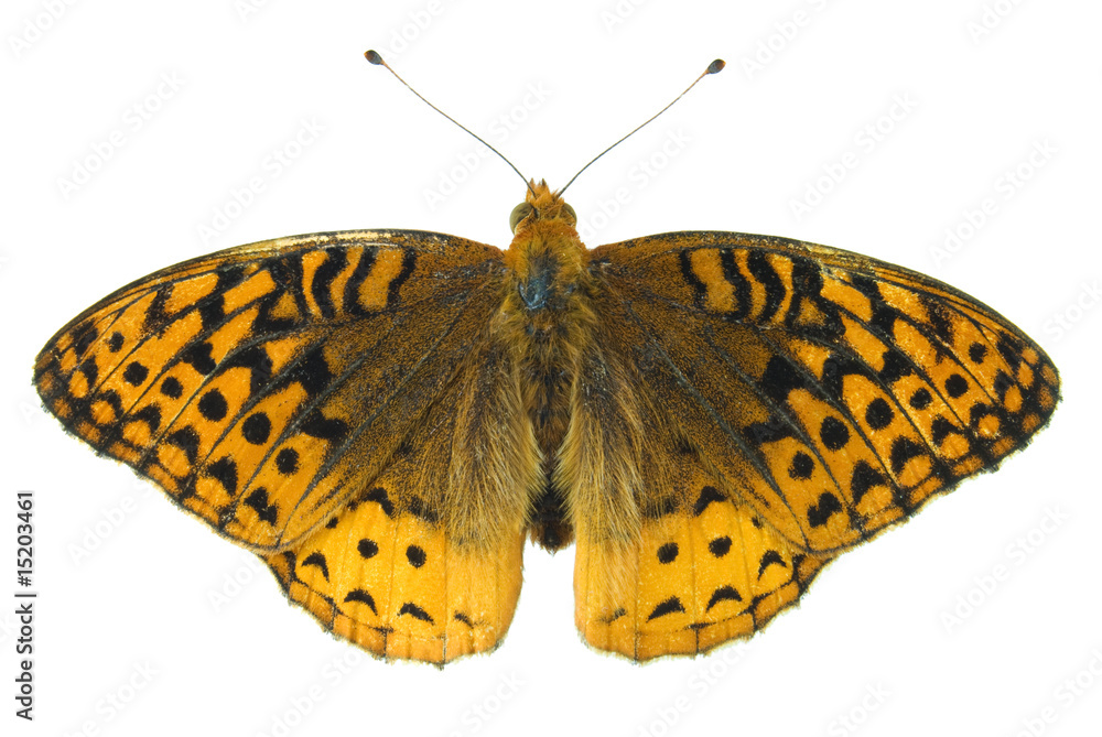 Naklejka premium Great spangled fritillary butterfly