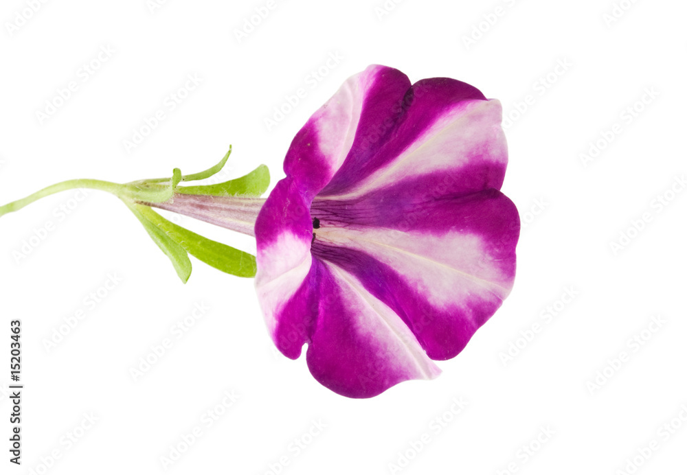 Petunia Petunia