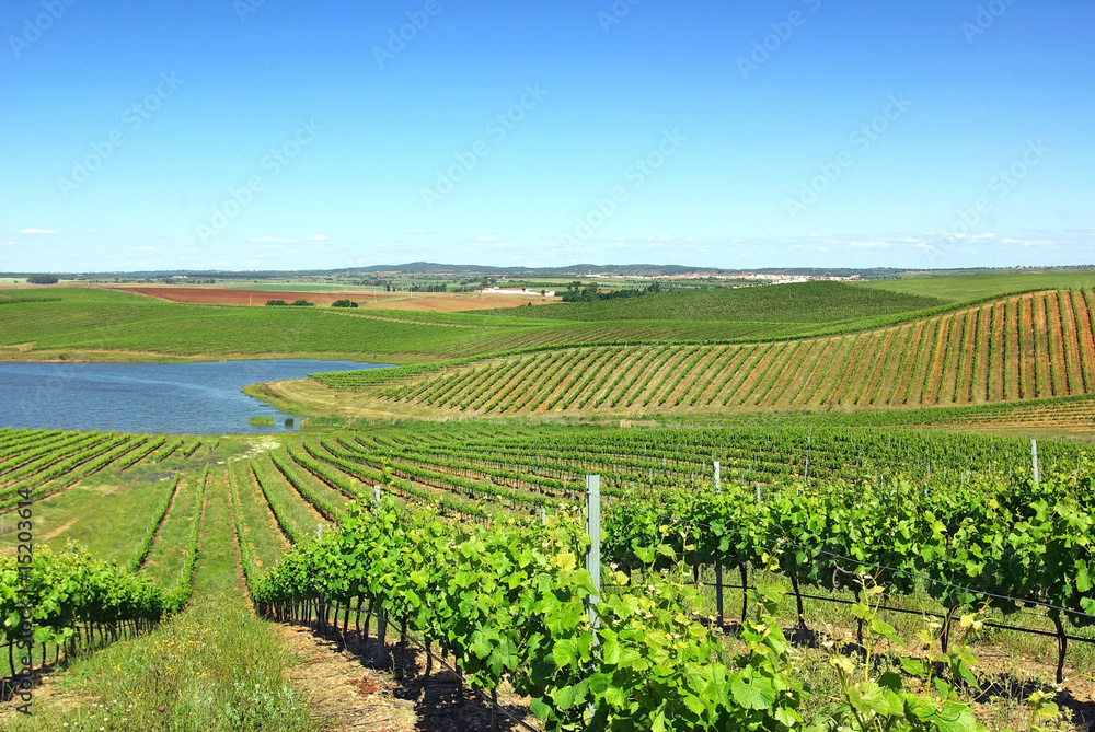Vineyard in the portuguese field.