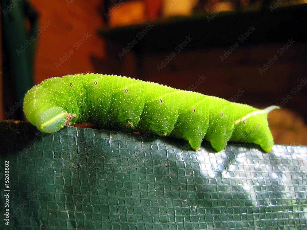 Grüne Raupe im Garten StockFoto Adobe Stock