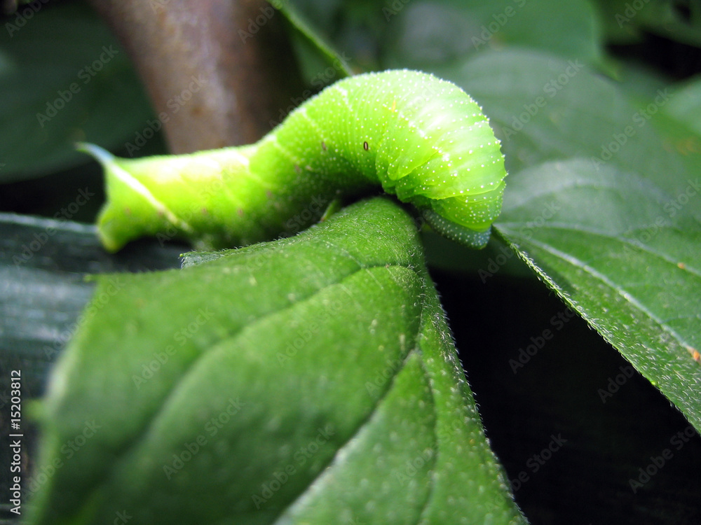 Grüne Raupe im Garten Stock Photo Adobe Stock
