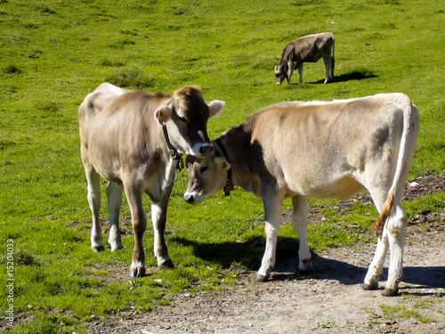 Wallpaper Mural Liebende Kühe Torontodigital.ca