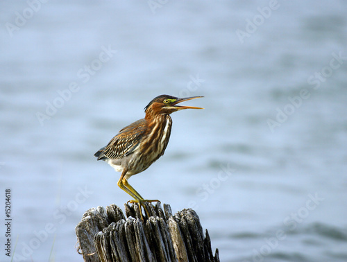 Green Heron Calling from Pier