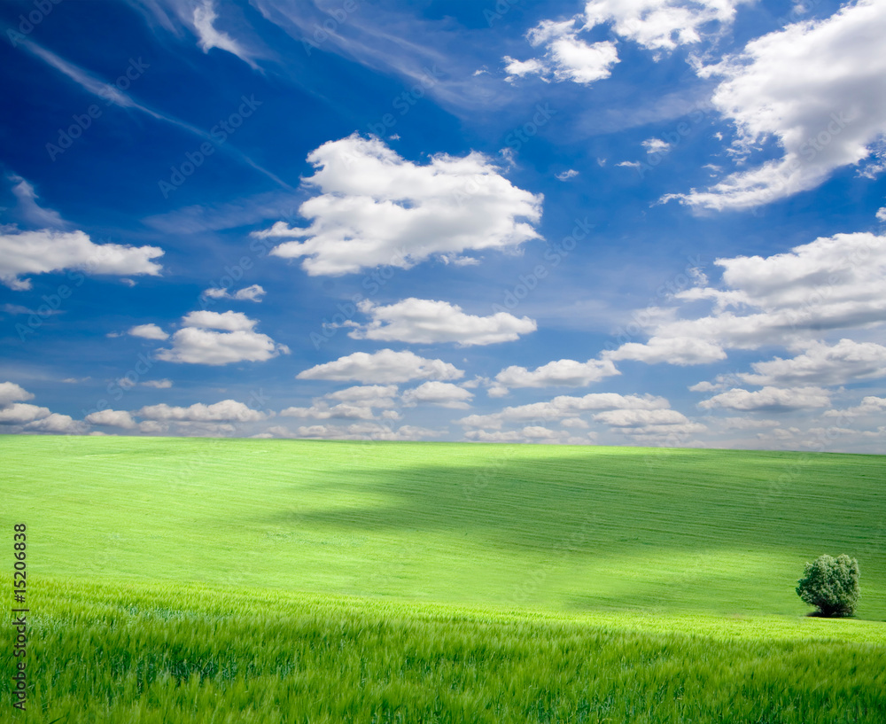 Fototapeta premium Green grass